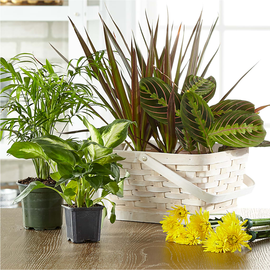 Florist Designed Blooming and Green Plants in a Basket – Moderna Flowers, Rosamond CA