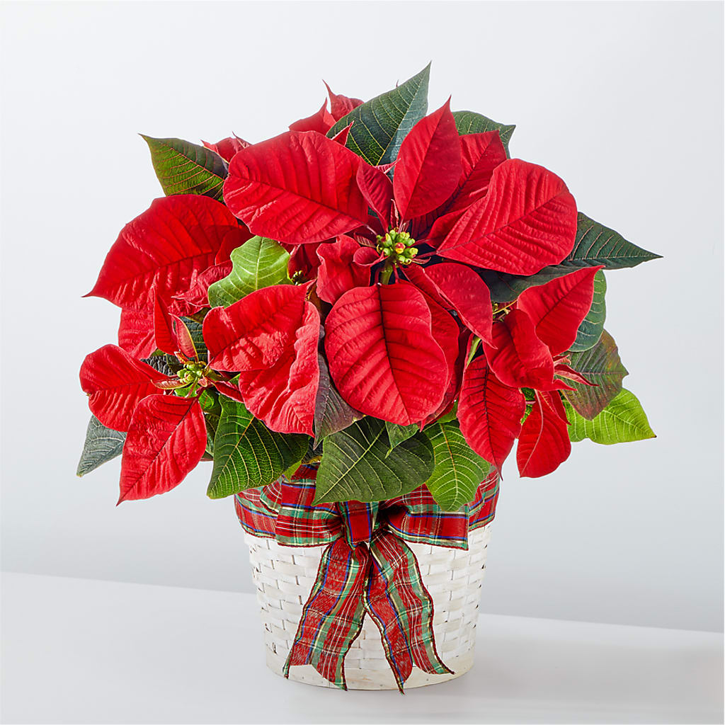 Happiest Holidays Poinsettia – Moderna Flowers, Rosamond CA