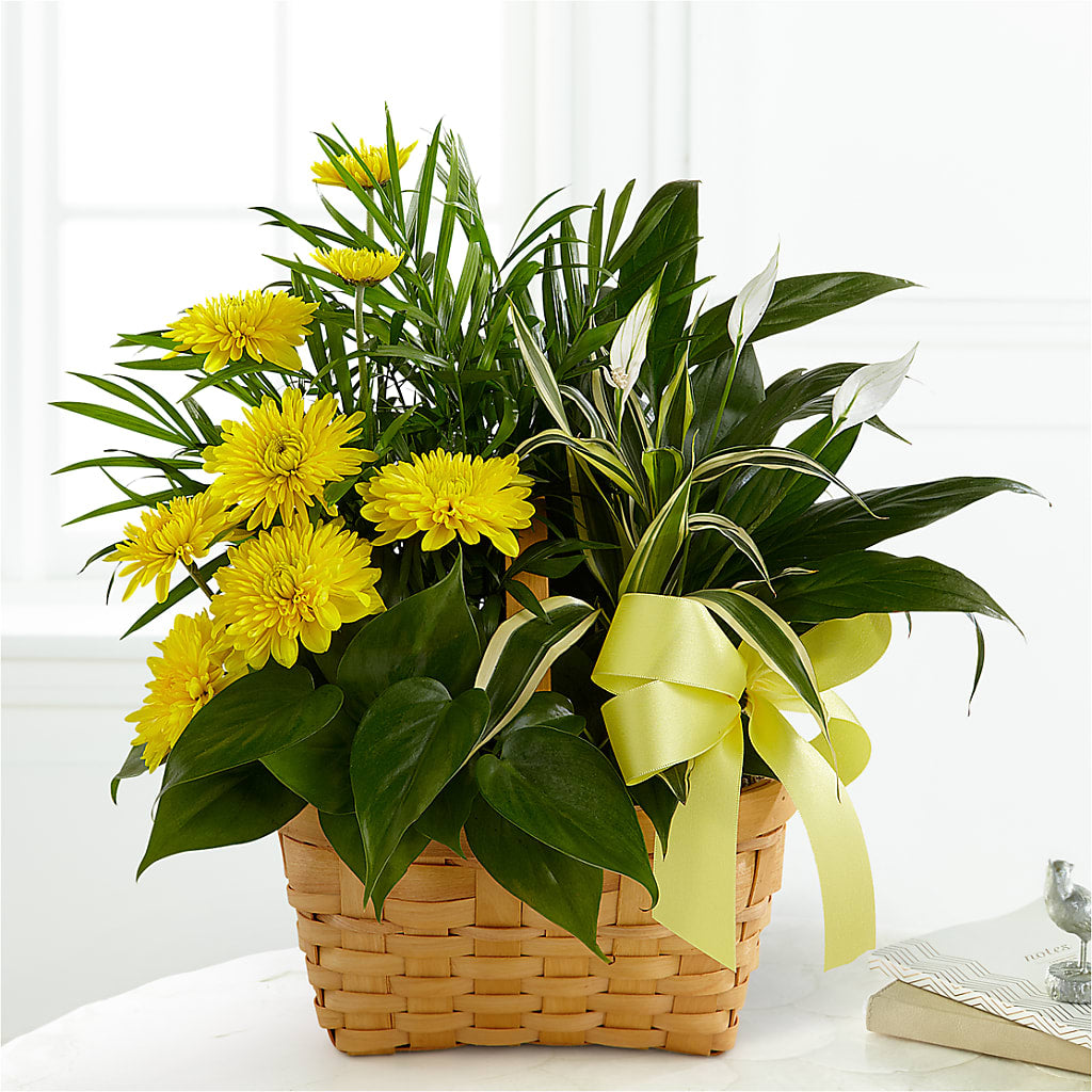 Loving Light Dishgarden – Moderna Flowers, Rosamond CA