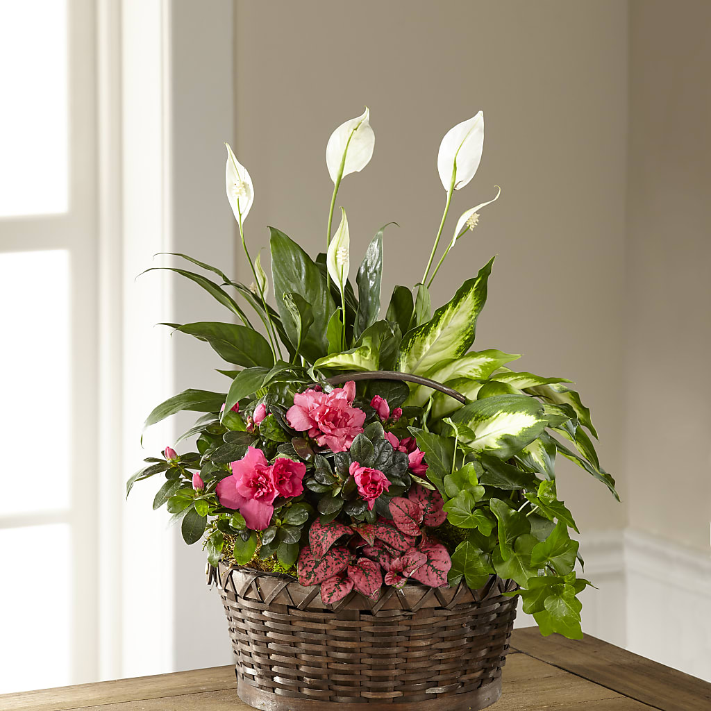 Dream in Pink Dishgarden – Moderna Flowers, Rosamond CA