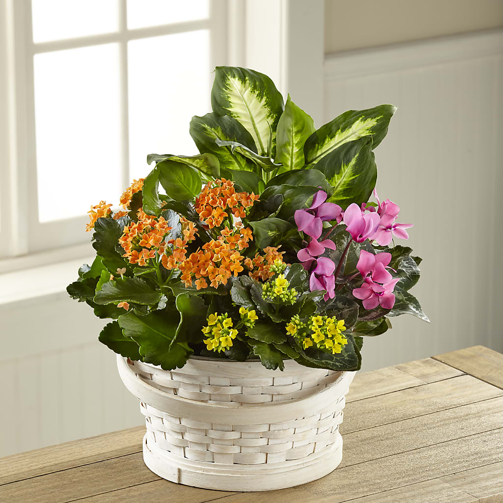 Color Crush Dishgarden – Moderna Flowers, Rosamond CA