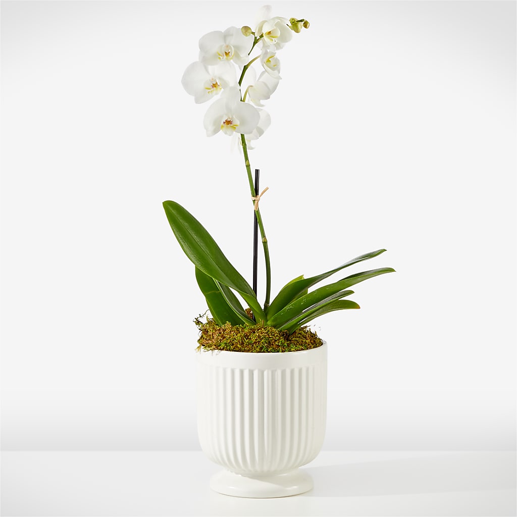 Whispering White Orchid – Moderna Flowers, Rosamond CA