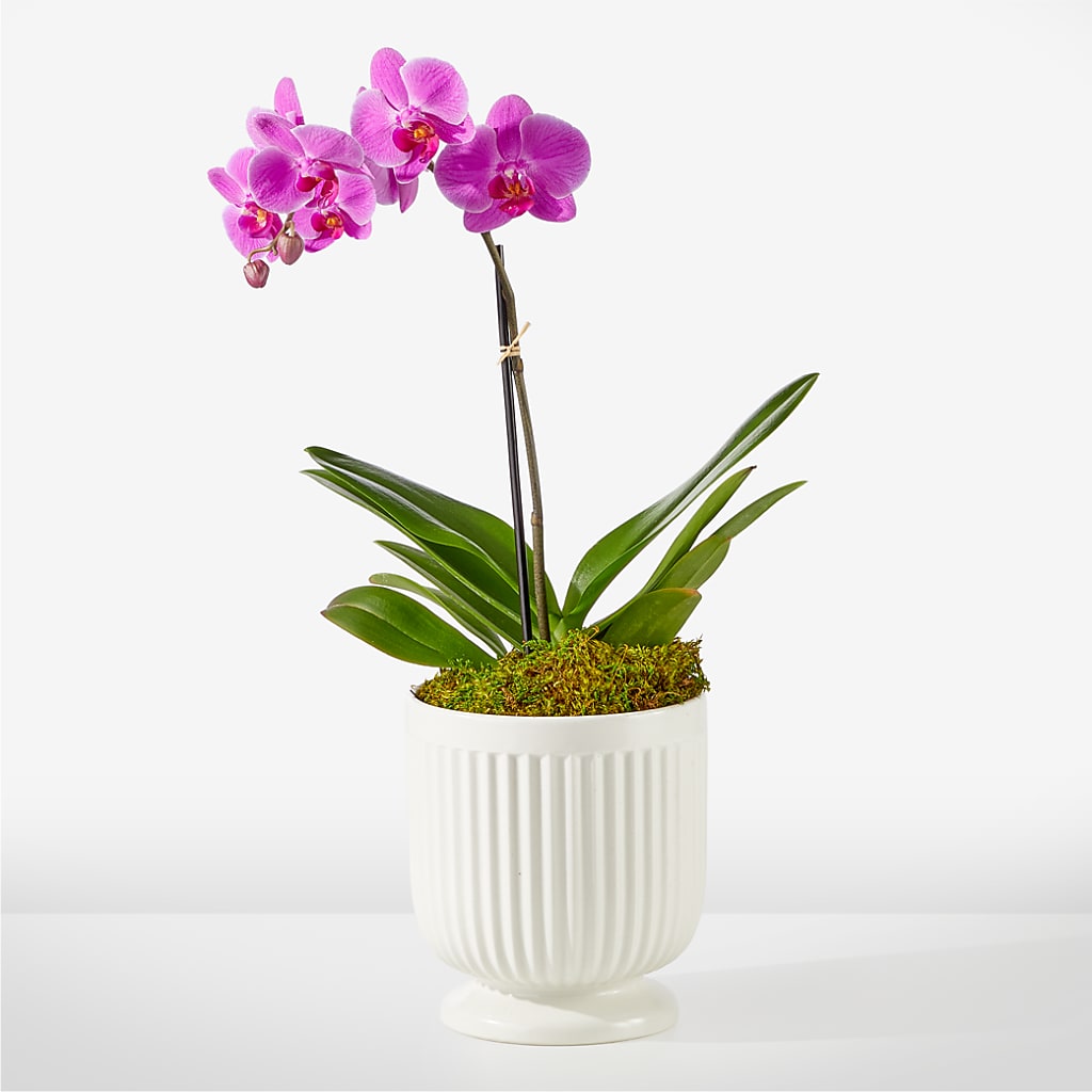 Friendly Fuchsia Orchid – Moderna Flowers, Rosamond CA