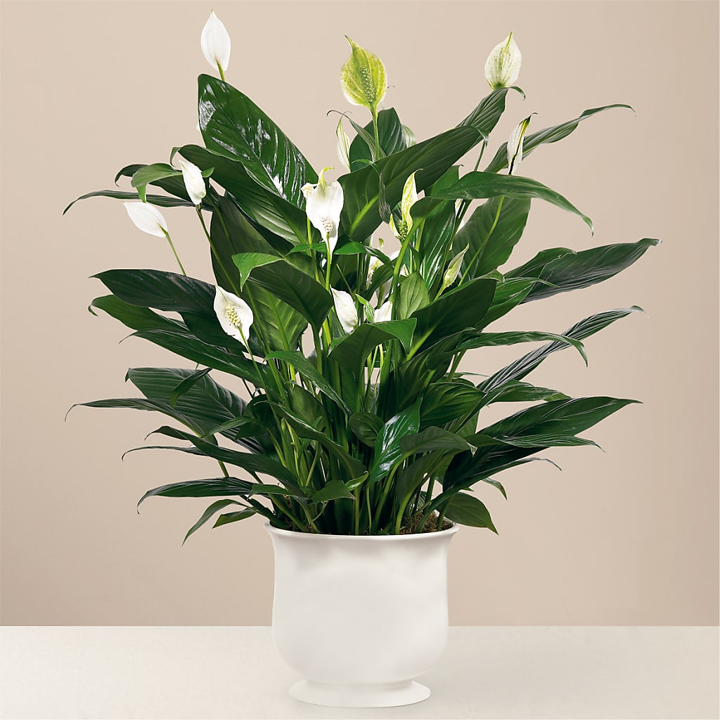 Comfort Planter – Moderna Flowers, Rosamond CA