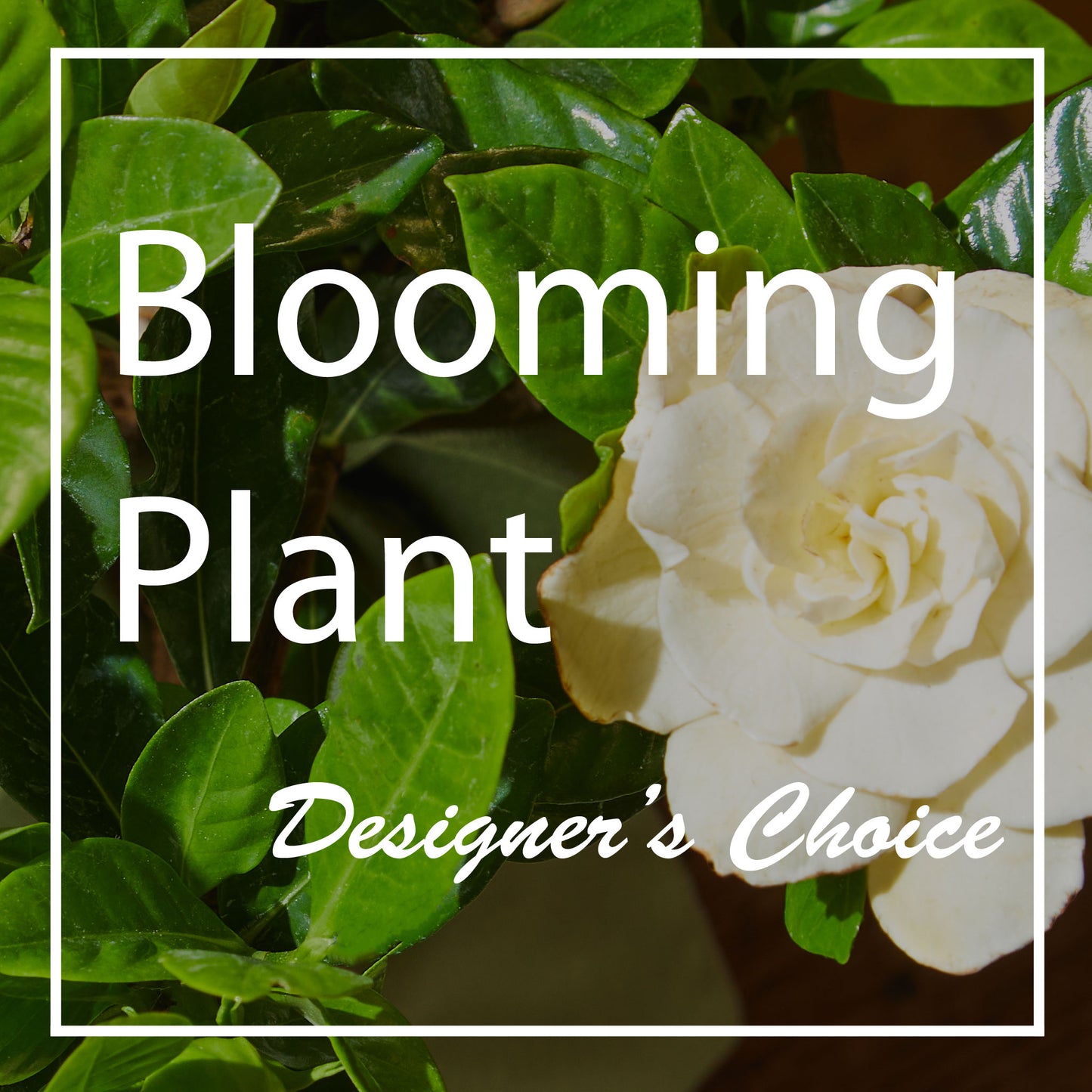 Blooming Plant Designers Choice