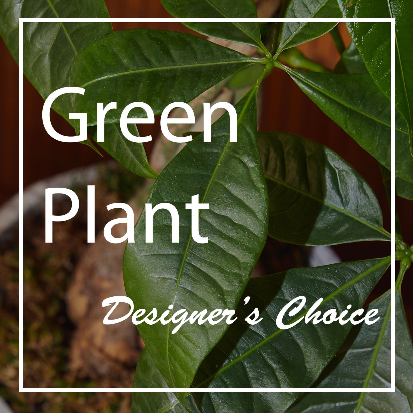 Green Plant Designers Choice – Moderna Flowers, Rosamond CA