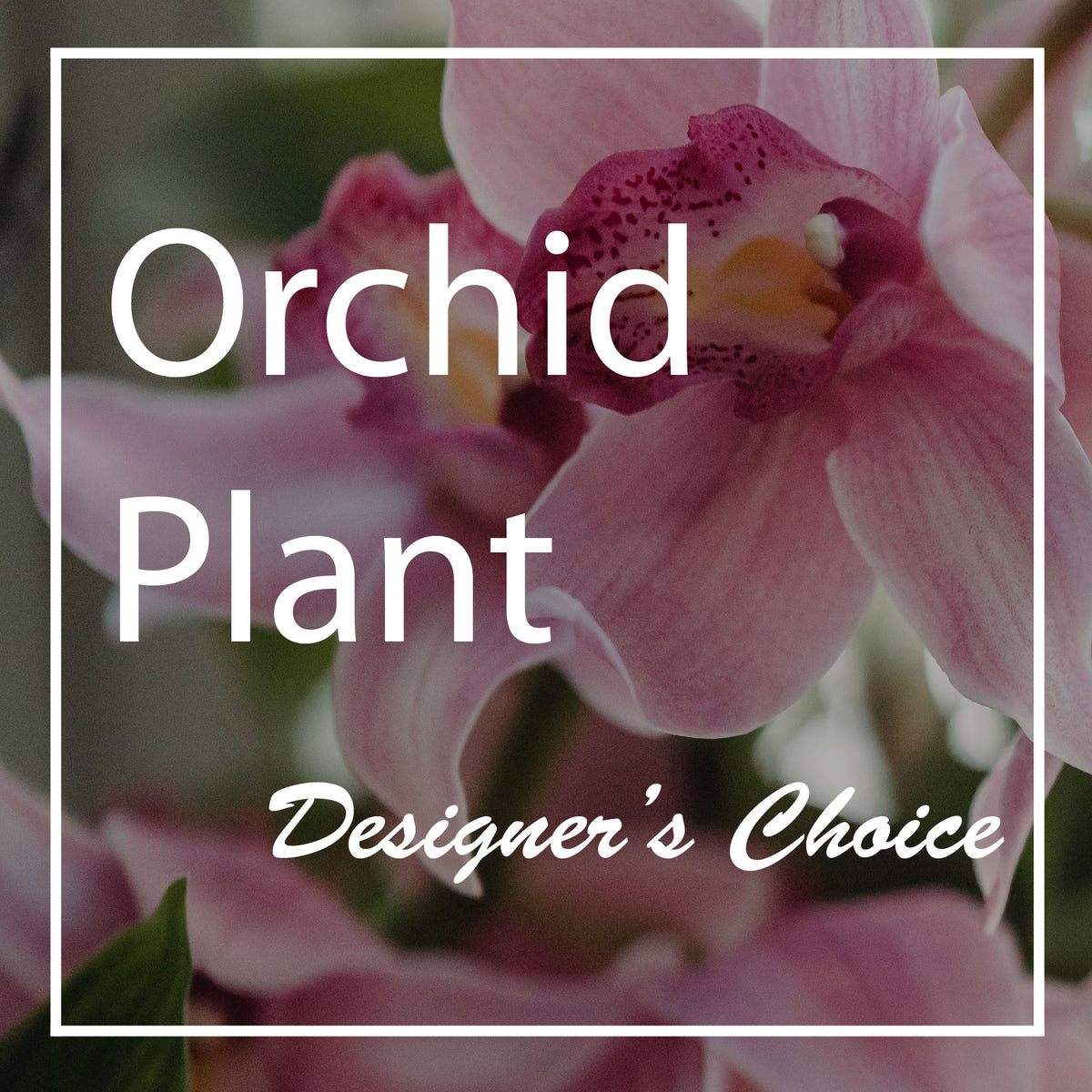 Orchid Plant Designers Choice – Moderna Flowers, Rosamond CA