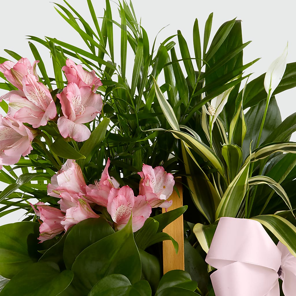 Living Spirit Dishgarden – Moderna Flowers, Rosamond CA