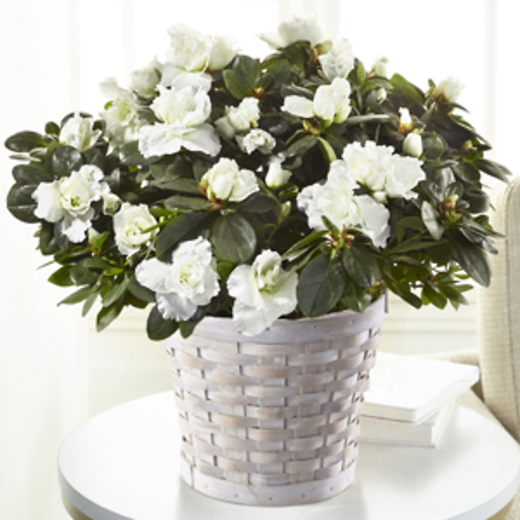 White Azalea Plant – Moderna Flowers, Rosamond CA