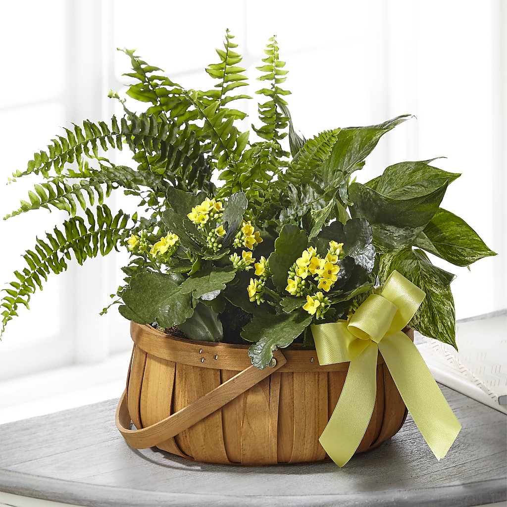 Always Dear Dishgarden – Moderna Flowers, Rosamond CA