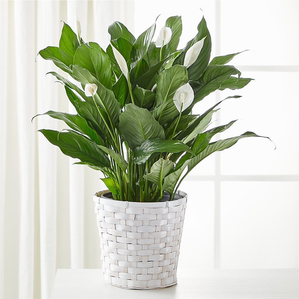 A New Leaf Peace Lily – Moderna Flowers, Rosamond CA
