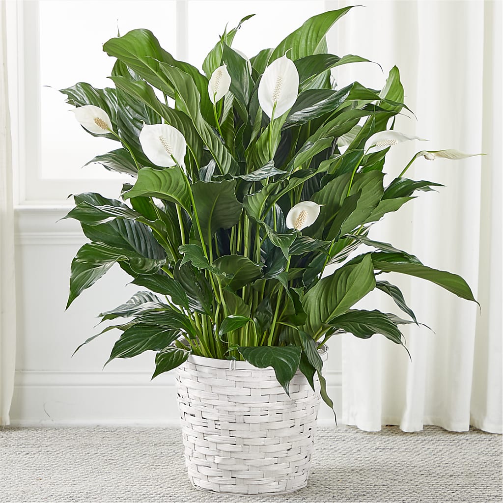 A New Leaf Peace Lily – Moderna Flowers, Rosamond CA