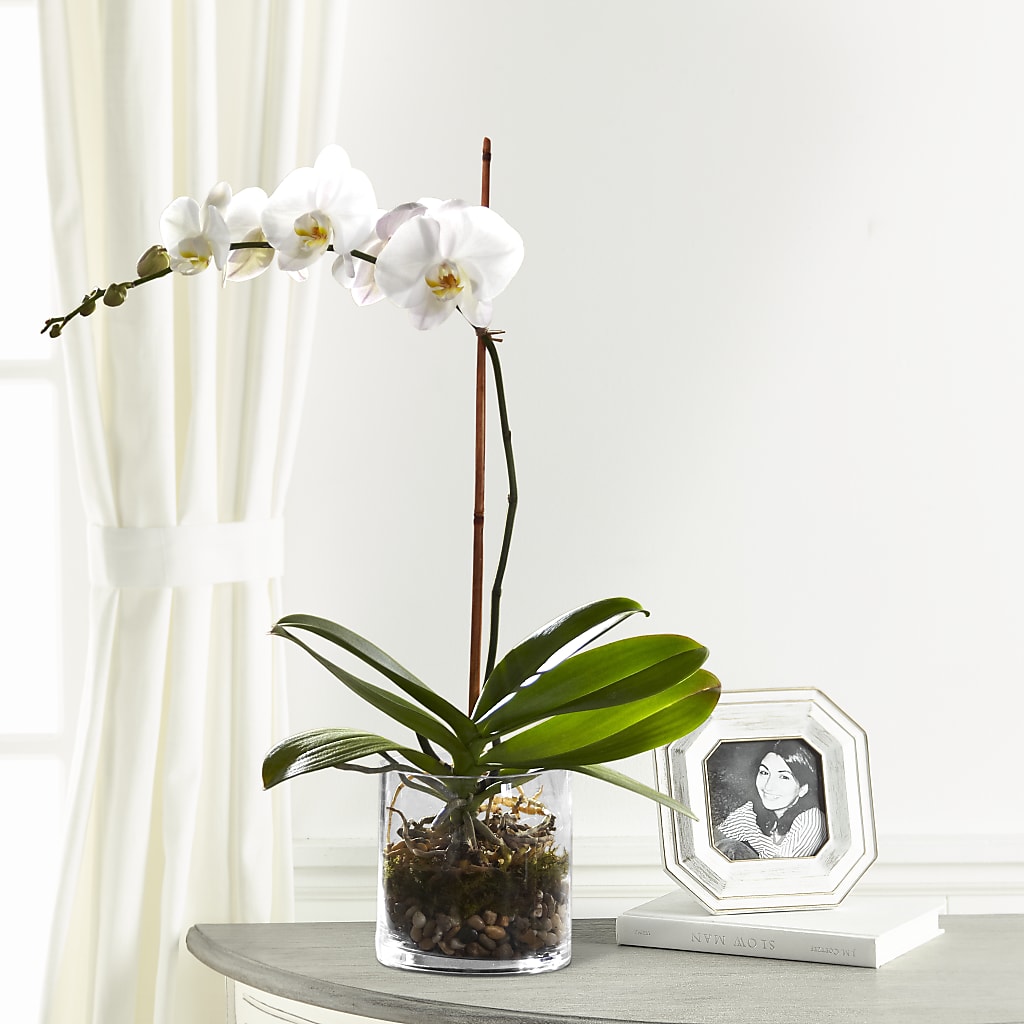 White Orchid Planter – Moderna Flowers, Rosamond CA