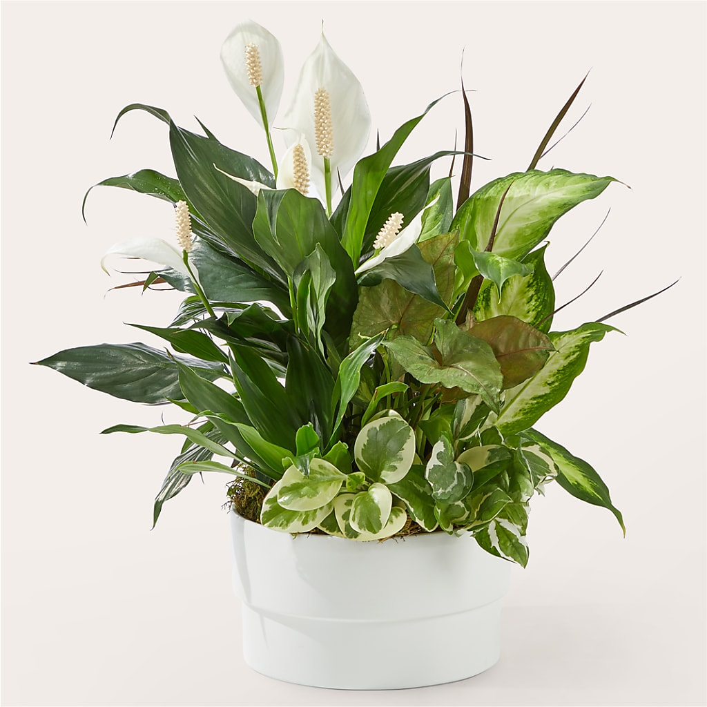 Radiating Positivity Dishgarden – Moderna Flowers, Rosamond CA
