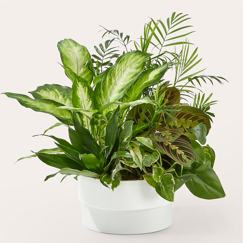 Radiating Positivity Dishgarden – Moderna Flowers, Rosamond CA