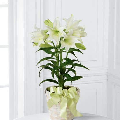 Easter Lily Plant –  Moderna Flowers, Rosamond CA