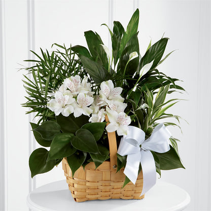 Peace & Serenity Dishgarden –  Moderna Flowers, Rosamond CA