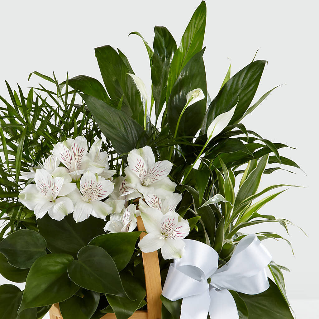 Peace & Serenity Dishgarden –  Moderna Flowers, Rosamond CA