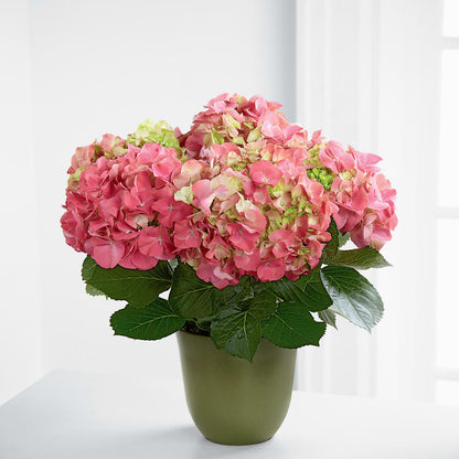 Pink Hydrangea Planter –  Moderna Flowers, Rosamond CA