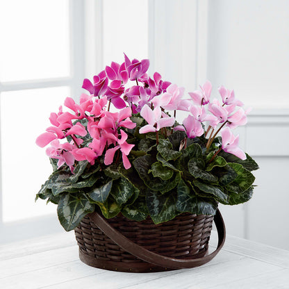 Mixed Cyclamen Planter –  Moderna Flowers, Rosamond CA