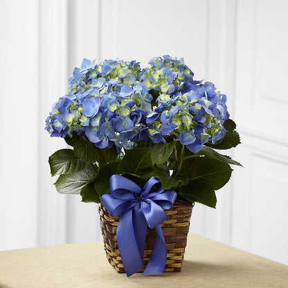 Blue Hydrangea Planter –  Moderna Flowers, Rosamond CA