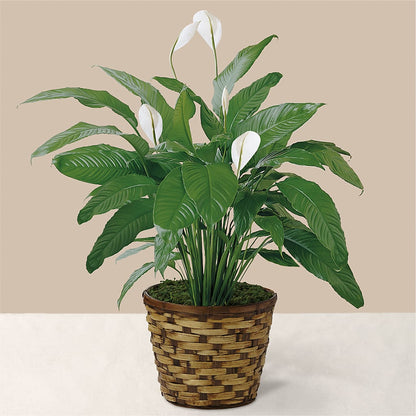 Tranquil Moments Peace Lily Plant –  Moderna Flowers, Rosamond CA