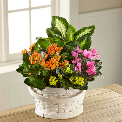 Color Crush Dishgarden –  Moderna Flowers, Rosamond CA
