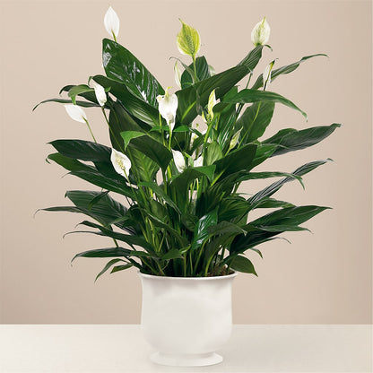 Comfort Planter –  Moderna Flowers, Rosamond CA