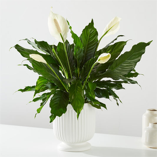 Comfort Planter –  Moderna Flowers, Rosamond CA
