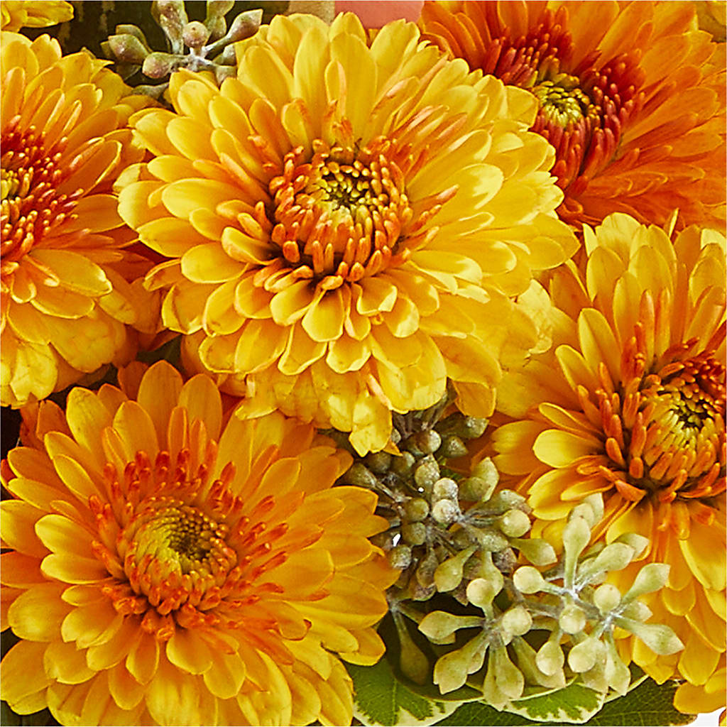 Peachy Pumpkin –  Moderna Flowers, Rosamond CA