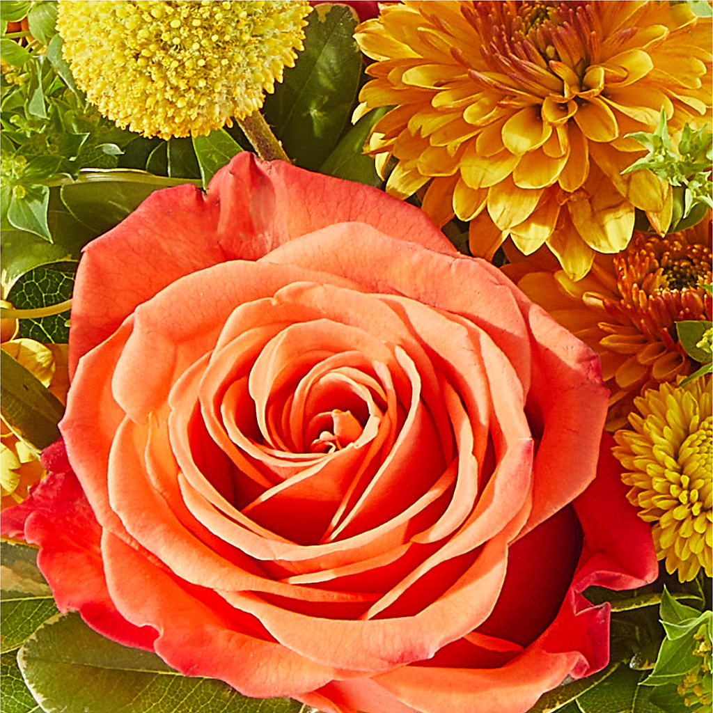 Gourdgeous Pumpkin –  Moderna Flowers, Rosamond CA