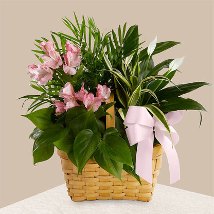 Living Spirit Dishgarden –  Moderna Flowers, Rosamond CA