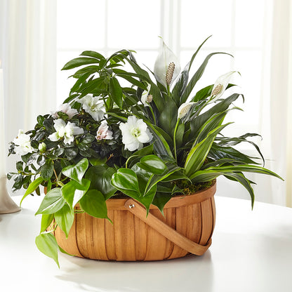 Serene Dishgarden –  Moderna Flowers, Rosamond CA