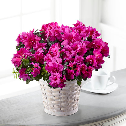 Hope & Serenity Azalea Plant –  Moderna Flowers, Rosamond CA