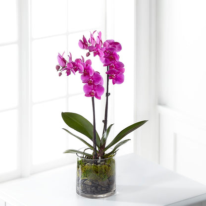 Pink Orchid Plant –  Moderna Flowers, Rosamond CA