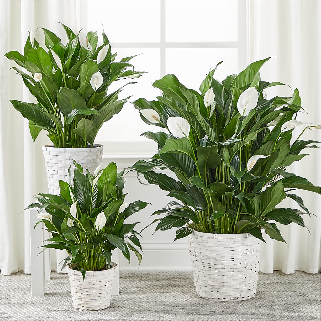 A New Leaf Peace Lily –  Moderna Flowers, Rosamond CA