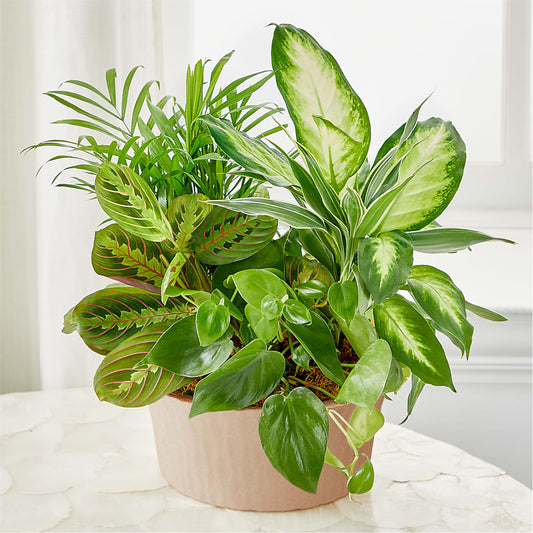 Balance & Harmony Dishgarden –  Moderna Flowers, Rosamond CA