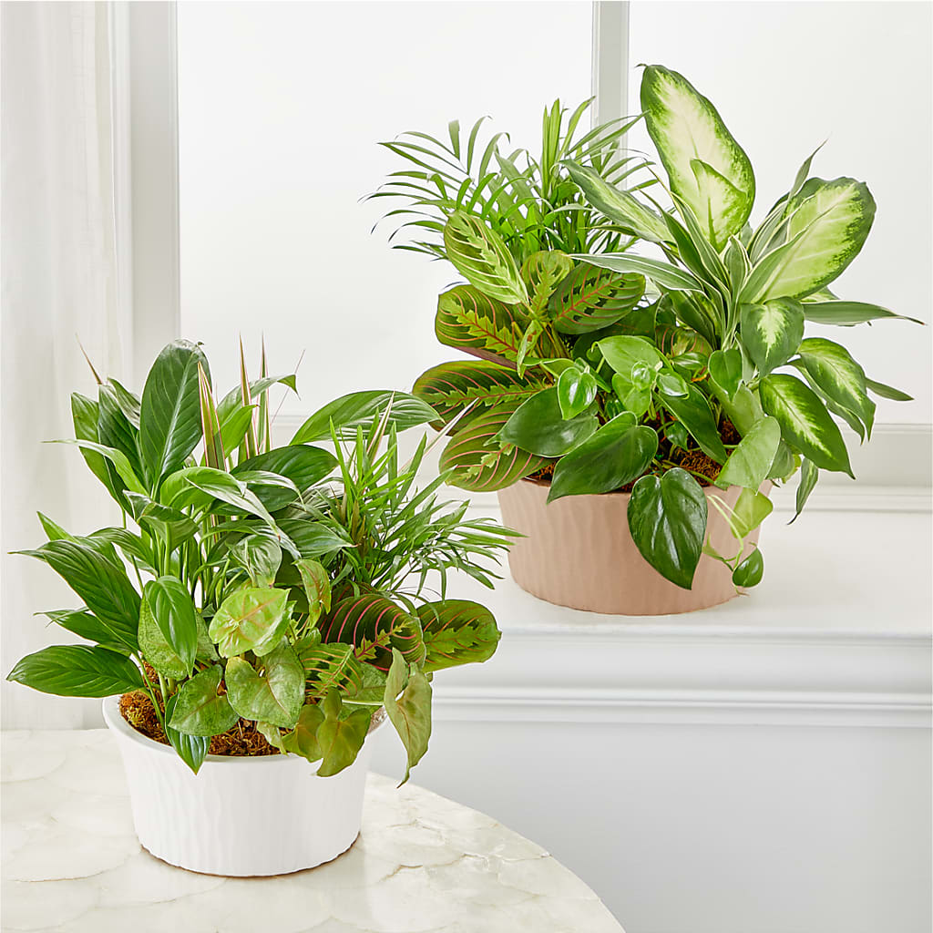 Balance & Harmony Dishgarden –  Moderna Flowers, Rosamond CA