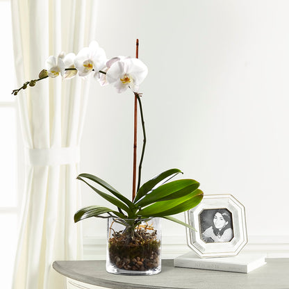 White Orchid Planter –  Moderna Flowers, Rosamond CA