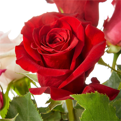 Love Notes Rose Bouquet –  Moderna Flowers, Rosamond CA
